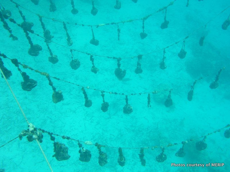 Pohnpei Sponge, Hand-Grown and Sustainably Farmed