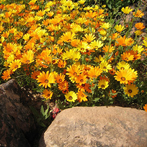 Calendula, the miracle skin healer
