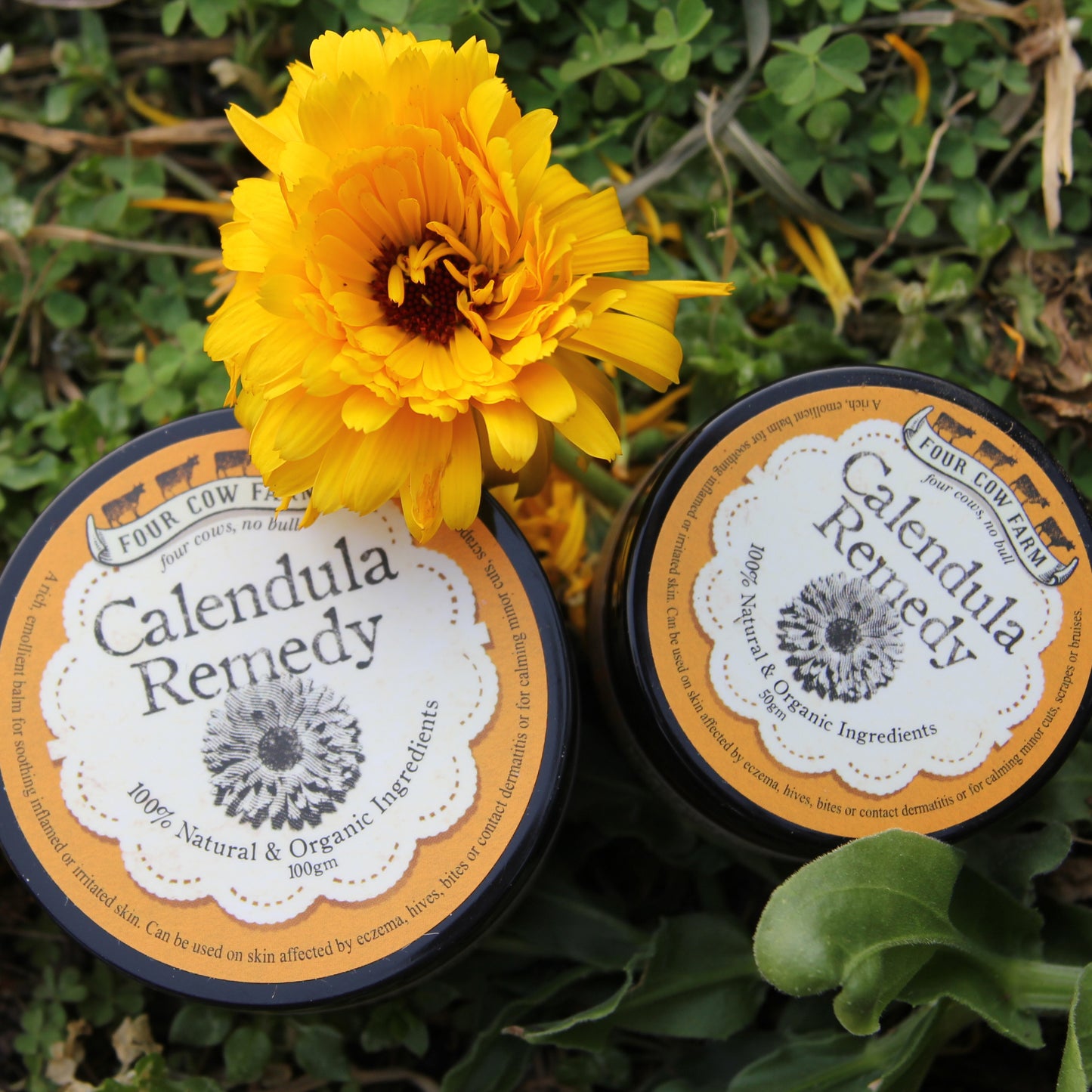 Calendula Remedy