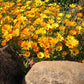 Calendula and Camellia Face and Body Lotion