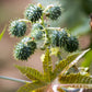 Tea Tree Remedy