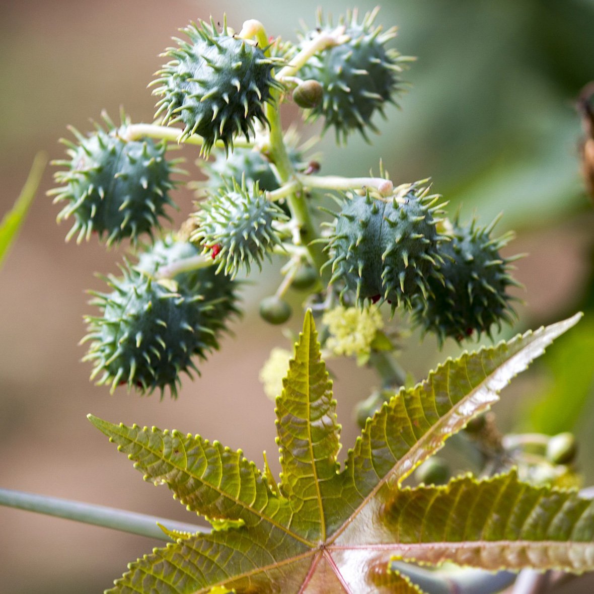Tea Tree Remedy