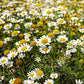 Calendula Remedy