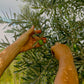 Traditional Castile Hair & Body Wash