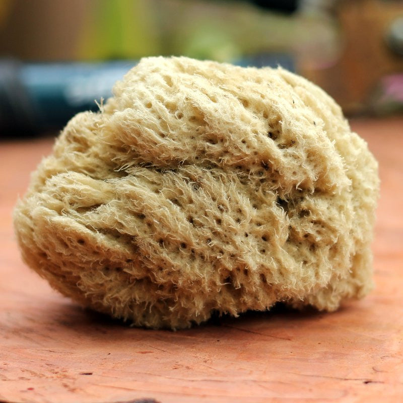 Pohnpei Sponge, Hand-Grown and Sustainably Farmed