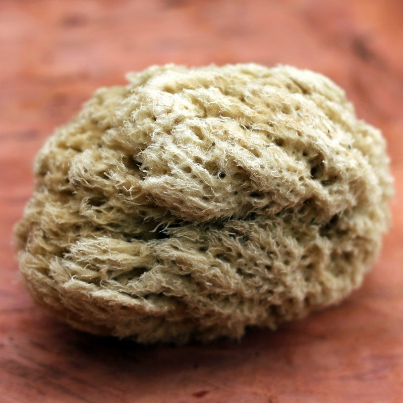 Sponge Tipis Pohnpei Sponge, Hand-Grown and Sustainably Farmed – Four Cow Farm Malaysia